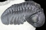 Detailed, Pedinopariops Trilobite - Mrakib, Morocco #55976-1